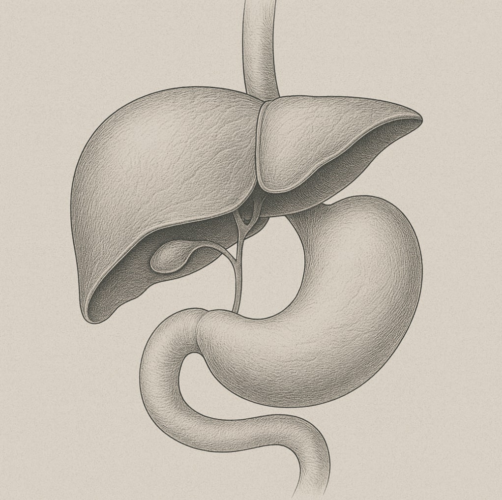 Gastrointestinal including Liver
