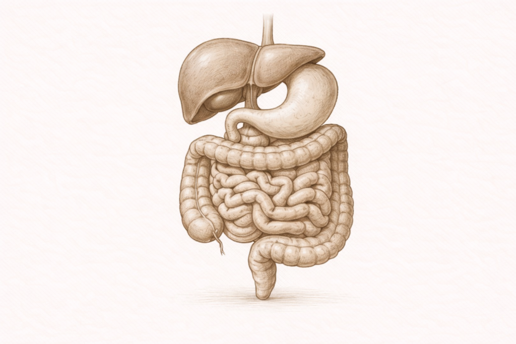 Gastrointestinal including Liver